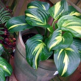 Funkia 'Emerald Charger' Hosta