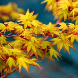 Klon palmowy 'Katsura' Acer palmatum