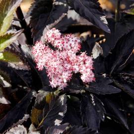 Bez czarny 'Black Tower' Sambucus nigra