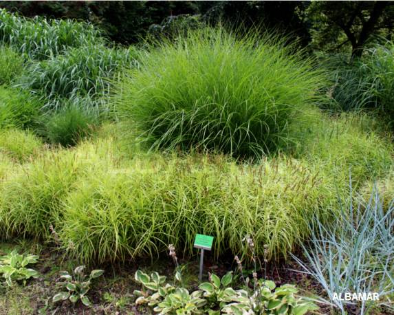 Miskant chiński 'Gracillimus' Miscanthus sinensis