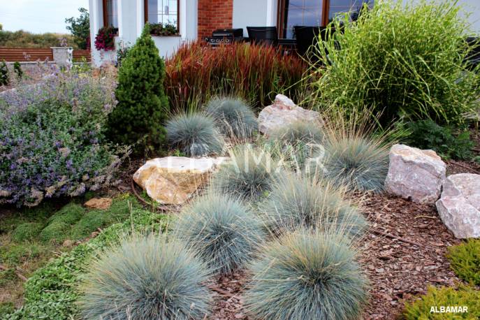 Kostrzewa sina 'Eliah Blue' Festuca glauca