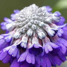  Pierwiosnek główkowaty Moreana Primula capitata