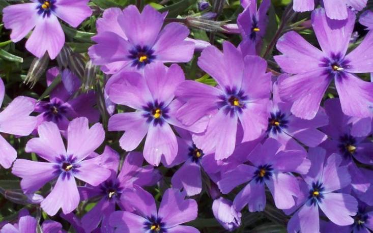 Floks szydlasty 'Purple Beauty' Phlox subulata