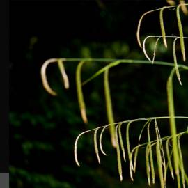 Turzyca zwisła Carex pendula- PRZECENA