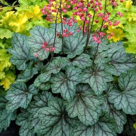 Żurawka 'Peppermint Spice' Heuchera