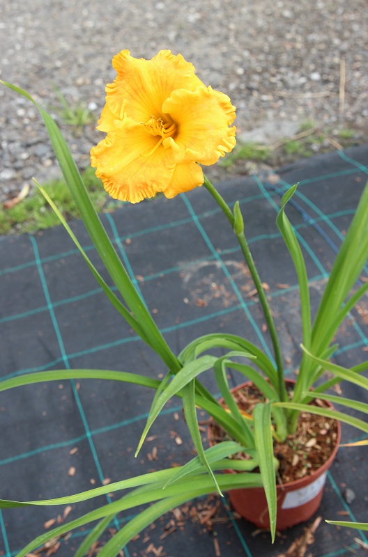 Zdjęcie sadzonki liliowca 'Orange Nassau'